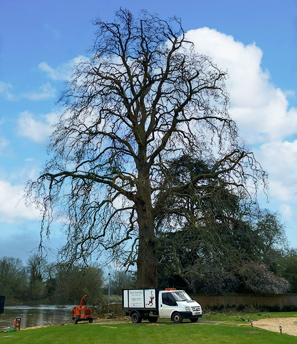 tree management on estates