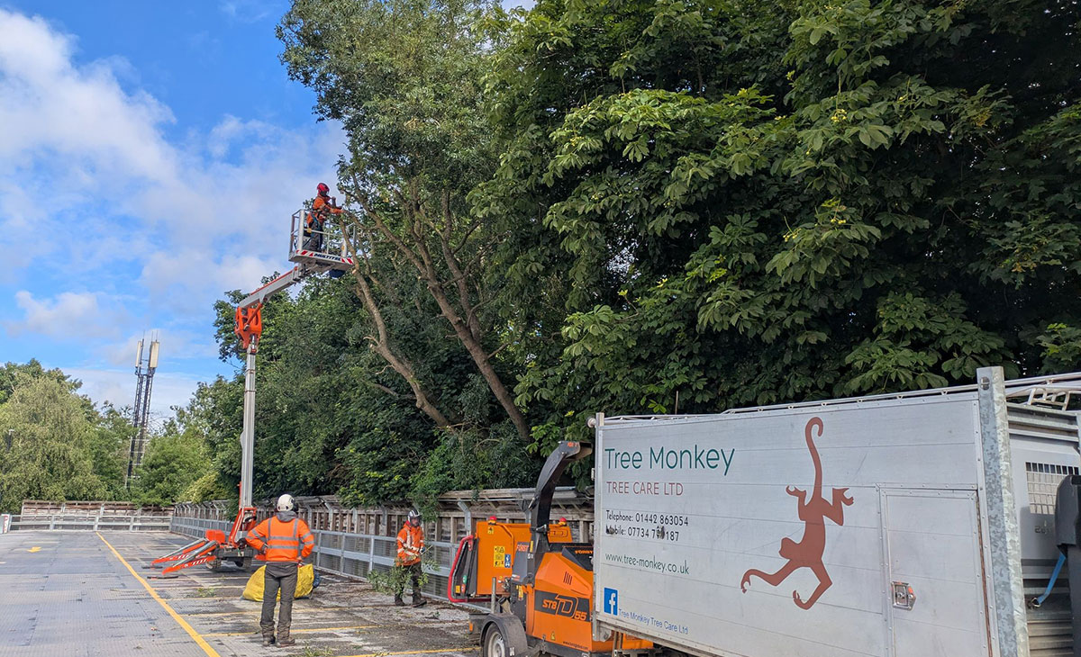 tree risk assessments